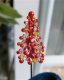 Juletræ 6 - Krystal med rød kerne og rødt/gult